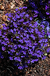 Royal Palace Lobelia (Lobelia erinus 'Royal Palace') at Lakeshore Garden Centres