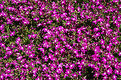 Magadi Electric Purple Lobelia (Lobelia erinus 'Magadi Electric Purple') at Lakeshore Garden Centres