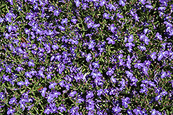 Magadi Compact Blue Lobelia (Lobelia erinus 'Magadi Compact Blue') at Lakeshore Garden Centres