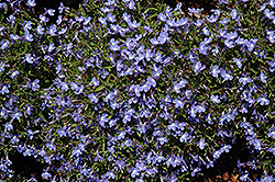 Sunbelia Compact Sky Blue Lobelia (Lobelia erinus 'Sunbelia Compact Sky Blue') at Lakeshore Garden Centres