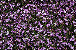 Sunbelia Compact Pink Lobelia (Lobelia erinus 'Sunbelia Compact Pink') at Lakeshore Garden Centres