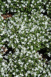 Lobella Ocean White Lobelia (Lobelia erinus 'Lobella Ocean White') at Lakeshore Garden Centres