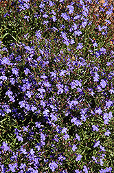Lobella Ocean Flash Lobelia (Lobelia erinus 'Lobella Ocean Flash') at Lakeshore Garden Centres