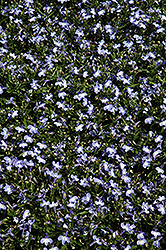 Techno Upright Light Blue Lobelia (Lobelia erinus 'Techno Upright Light Blue') at Lakeshore Garden Centres