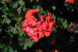 Pillar Flame Geranium (Pelargonium 'Pillar Flame') at Lakeshore Garden Centres