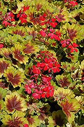 Indian Dunes Geranium (Pelargonium 'Indian Dunes') at Lakeshore Garden Centres