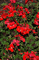 Pillar Scarlet Geranium (Pelargonium 'Pillar Scarlet') at Lakeshore Garden Centres