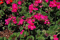 Pillar Violet Geranium (Pelargonium 'Pillar Violet') at Lakeshore Garden Centres