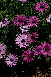 Asti Lavender African Daisy (Osteospermum 'Asti Lavender') at Lakeshore Garden Centres