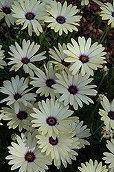 Crescendo Primrose African Daisy (Osteospermum 'Crescendo Primrose') at Lakeshore Garden Centres