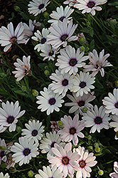 Crescendo Dawn Blush African Daisy (Osteospermum 'Crescendo Dawn Blush') at Lakeshore Garden Centres