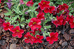 Million Bells Trailing Red Calibrachoa (Calibrachoa 'Million Bells Trailing Red') at Lakeshore Garden Centres