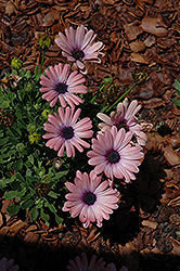Fortunette Dusky Rose African Daisy (Osteospermum 'Fortunette Dusky Rose') at Lakeshore Garden Centres