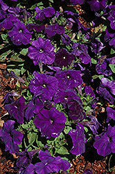 Espresso Blue Petunia (Petunia 'Espresso Blue') at Lakeshore Garden Centres