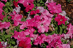 Espresso Grande Pink Petunia (Petunia 'Espresso Grande Pink') at Lakeshore Garden Centres