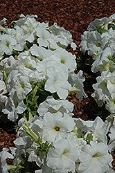 Espresso Grande White Petunia (Petunia 'Espresso Grande White') at Lakeshore Garden Centres