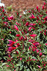 Electric Lights Fuchsia (Fuchsia 'Electric Lights') at Lakeshore Garden Centres