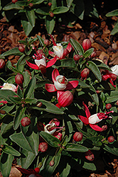 City Lights Fuchsia (Fuchsia 'City Lights') at Lakeshore Garden Centres