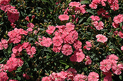 Telstar Salmon Pinks (Dianthus 'Telstar Salmon') at Lakeshore Garden Centres