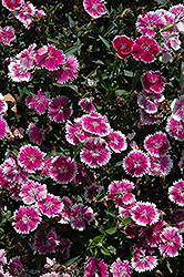 Telstar Purple Picotee Pinks (Dianthus 'Telstar Purple Picotee') at Lakeshore Garden Centres