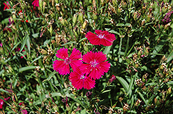 Telstar Burgundy Pinks (Dianthus 'Telstar Burgundy') at Lakeshore Garden Centres