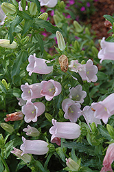 Champion Pro Light Pink Canterbury Bells (Campanula 'Champion Pro Light Pink') at Lakeshore Garden Centres