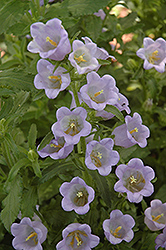 Champion Pro Lavender Canterbury Bells (Campanula 'Champion Pro Lavender') at Lakeshore Garden Centres