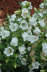 Champion Pro White Canterbury Bells (Campanula 'Champion Pro White') at Lakeshore Garden Centres