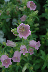 Champion Pro Pink Canterbury Bells (Campanula 'Champion Pro Pink') at Lakeshore Garden Centres