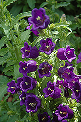 Champion Pro Deep Blue Canterbury Bells (Campanula 'Champion Pro Deep Blue') at Lakeshore Garden Centres