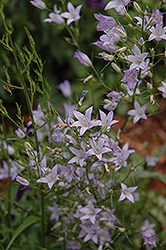 Creeping Bellflower (Campanula rapunculoides) at Lakeshore Garden Centres