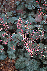 Kira Jungle Green Coral Bells (Heuchera 'Kira Jungle Green') at Lakeshore Garden Centres