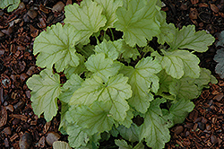 Mint Julep Coral Bells (Heuchera 'Mint Julep') at Lakeshore Garden Centres
