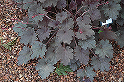 Binoche Coral Bells (Heuchera villosa 'Binoche') at Lakeshore Garden Centres