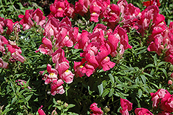 Trailing Snapshot Rose Snapdragon (Antirrhinum majus 'Trailing Snapshot Rose') at Lakeshore Garden Centres