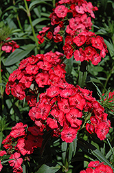 Noverna Coral Pinks (Dianthus 'Noverna Coral') at Lakeshore Garden Centres