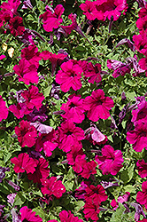 Picobella Cascade Purple Petunia (Petunia 'Picobella Cascade Purple') at Lakeshore Garden Centres