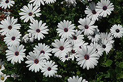 Asti White African Daisy (Osteospermum 'Asti White') at Lakeshore Garden Centres