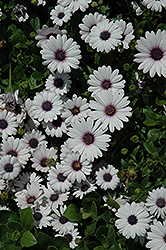 Akila White African Daisy (Osteospermum ecklonis 'Akila White') at Lakeshore Garden Centres