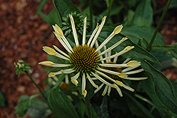 Passion Flute Coneflower (Echinacea 'Passion Flute') at Lakeshore Garden Centres