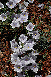 Summer Splash Light Blue Cupflower (Nierembergia 'Intasunnipabu') at Lakeshore Garden Centres
