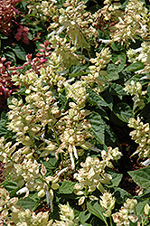 Sizzler White Sage (Salvia splendens 'Sizzler White') at The Mustard Seed