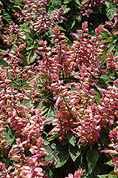 Sizzler Pink Sage (Salvia splendens 'Sizzler Pink') at Golden Acre Home & Garden