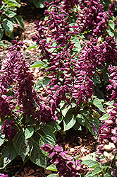 Sizzler Purple Sage (Salvia splendens 'Sizzler Purple') at The Mustard Seed