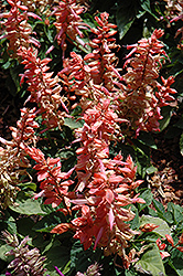 Sizzler Salmon Sage (Salvia splendens 'Sizzler Salmon') at Lakeshore Garden Centres