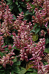 Sizzler Lavender Sage (Salvia splendens 'Sizzler Lavender') at Lakeshore Garden Centres