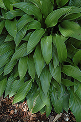 Temple Bells Hosta (Hosta 'Temple Bells') at Lakeshore Garden Centres