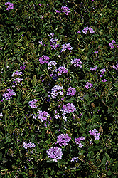 Princess Dark Lavender Verbena (Verbena 'Princess Dark Lavender') at Lakeshore Garden Centres