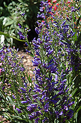 Riding Hood Delft Blue Beard Tongue (Penstemon barbatus 'Riding Hood Delft Blue') at Lakeshore Garden Centres