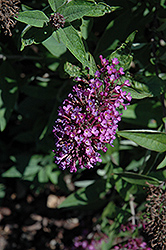 Flutterby Petite Tutti Fruitti Butterfly Bush (Buddleia davidii 'Podaras 13') at Lakeshore Garden Centres